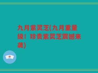 九月紫灵芝(九月重量级！珍贵紫灵芝震撼来袭)