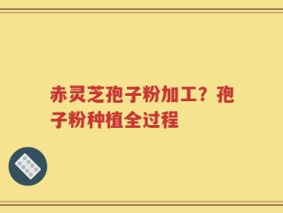赤灵芝孢子粉加工？孢子粉种植全过程