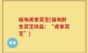 缅甸虎掌灵芝(缅甸野生灵芝珍品：“虎掌灵芝”)