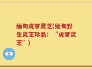 缅甸虎掌灵芝(缅甸野生灵芝珍品：“虎掌灵芝”)
