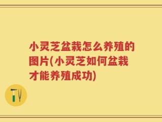 小灵芝盆栽怎么养殖的图片(小灵芝如何盆栽才能养殖成功)