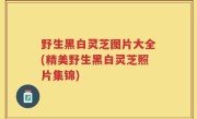 野生黑白灵芝图片大全(精美野生黑白灵芝照片集锦)