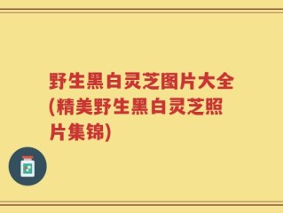 野生黑白灵芝图片大全(精美野生黑白灵芝照片集锦)