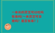一米长的灵芝可以吃吗有毒吗(一米灵芝可食用吗？是否有毒？)