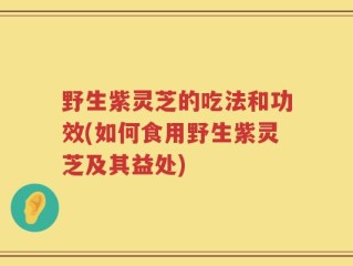 野生紫灵芝的吃法和功效(如何食用野生紫灵芝及其益处)