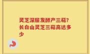 灵芝深层发酵产三萜？长白山灵芝三萜高达多少