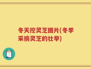 冬天挖灵芝图片(冬季采摘灵芝的壮举)