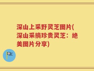 深山上采野灵芝图片(深山采摘珍贵灵芝：绝美图片分享)
