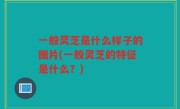 一般灵芝是什么样子的图片(一般灵芝的特征是什么？)