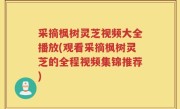 采摘枫树灵芝视频大全播放(观看采摘枫树灵芝的全程视频集锦推荐)