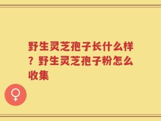 野生灵芝孢子长什么样？野生灵芝孢子粉怎么收集