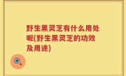 野生黑灵芝有什么用处呢(野生黑灵芝的功效及用途)