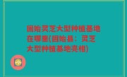 固始灵芝大型种植基地在哪里(固始县：灵芝大型种植基地亮相)