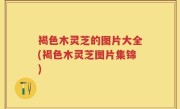 褐色木灵芝的图片大全(褐色木灵芝图片集锦)