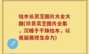 枯木长灵芝图片大全大图(珍贵灵芝图片全集，沉睡于干燥枯木，以美丽展现生命力)