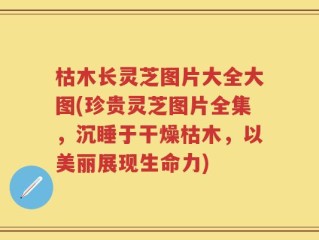 枯木长灵芝图片大全大图(珍贵灵芝图片全集，沉睡于干燥枯木，以美丽展现生命力)