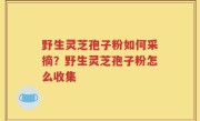 野生灵芝孢子粉如何采摘？野生灵芝孢子粉怎么收集