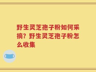 野生灵芝孢子粉如何采摘？野生灵芝孢子粉怎么收集