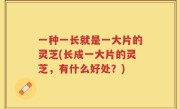 一种一长就是一大片的灵芝(长成一大片的灵芝，有什么好处？)