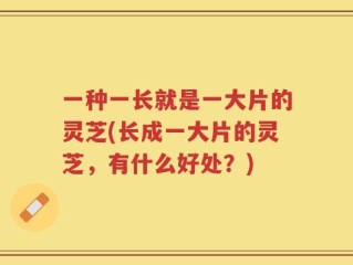 一种一长就是一大片的灵芝(长成一大片的灵芝，有什么好处？)
