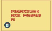 野生松树灵芝功效(松树灵芝：神奇的野生草药)