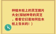 种植木桩上的灵芝图片大全(探秘神奇的灵芝，看看它们是如何在木桩上生长的！)