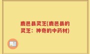 鹿邑县灵芝(鹿邑县的灵芝：神奇的中药材)
