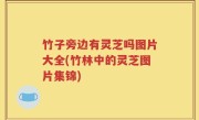 竹子旁边有灵芝吗图片大全(竹林中的灵芝图片集锦)