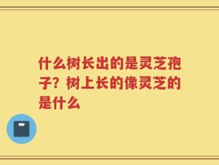 什么树长出的是灵芝孢子？树上长的像灵芝的是什么