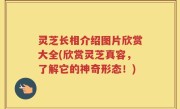 灵芝长相介绍图片欣赏大全(欣赏灵芝真容，了解它的神奇形态！)