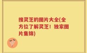 搜灵芝的图片大全(全方位了解灵芝！独家图片集锦)