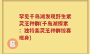 罕见千岛湖发现野生紫灵芝种群(千岛湖探索：独特紫灵芝种群惊喜现身)