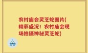 农村庙会灵芝蛇图片(精彩盛况！农村庙会现场拍摄神秘灵芝蛇)