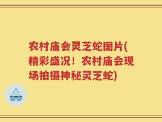 农村庙会灵芝蛇图片(精彩盛况！农村庙会现场拍摄神秘灵芝蛇)