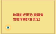 坟墓附近灵芝(陵墓旁发现珍稀野生灵芝)