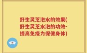 野生灵芝泡水的效果(野生灵芝水泡的功效-提高免疫力保健身体)