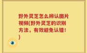 野外灵芝怎么辨认图片视频(野外灵芝的识别方法，有效避免认错！)