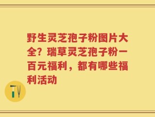 野生灵芝孢子粉图片大全？瑞草灵芝孢子粉一百元福利，都有哪些福利活动