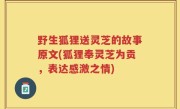 野生狐狸送灵芝的故事原文(狐狸奉灵芝为贡，表达感激之情)