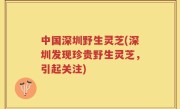 中国深圳野生灵芝(深圳发现珍贵野生灵芝，引起关注)