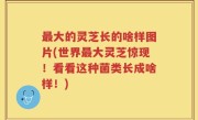 最大的灵芝长的啥样图片(世界最大灵芝惊现！看看这种菌类长成啥样！)