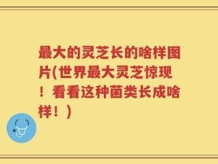 最大的灵芝长的啥样图片(世界最大灵芝惊现！看看这种菌类长成啥样！)