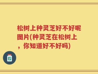 松树上种灵芝好不好呢图片(种灵芝在松树上，你知道好不好吗)