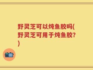 野灵芝可以炖鱼胶吗(野灵芝可用于炖鱼胶？)