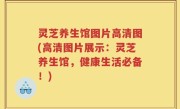 灵芝养生馆图片高清图(高清图片展示：灵芝养生馆，健康生活必备！)