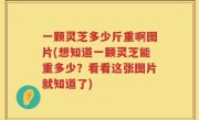 一颗灵芝多少斤重啊图片(想知道一颗灵芝能重多少？看看这张图片就知道了)