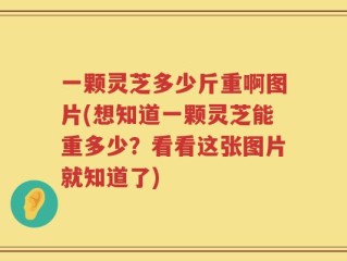 一颗灵芝多少斤重啊图片(想知道一颗灵芝能重多少？看看这张图片就知道了)