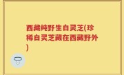 西藏纯野生白灵芝(珍稀白灵芝藏在西藏野外)