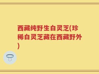 西藏纯野生白灵芝(珍稀白灵芝藏在西藏野外)