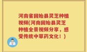 河南省固始县灵芝种植视频(河南固始县灵芝种植全景视频分享，感受传统中草药文化！)